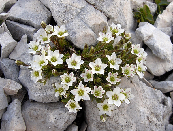 Minuartia verna